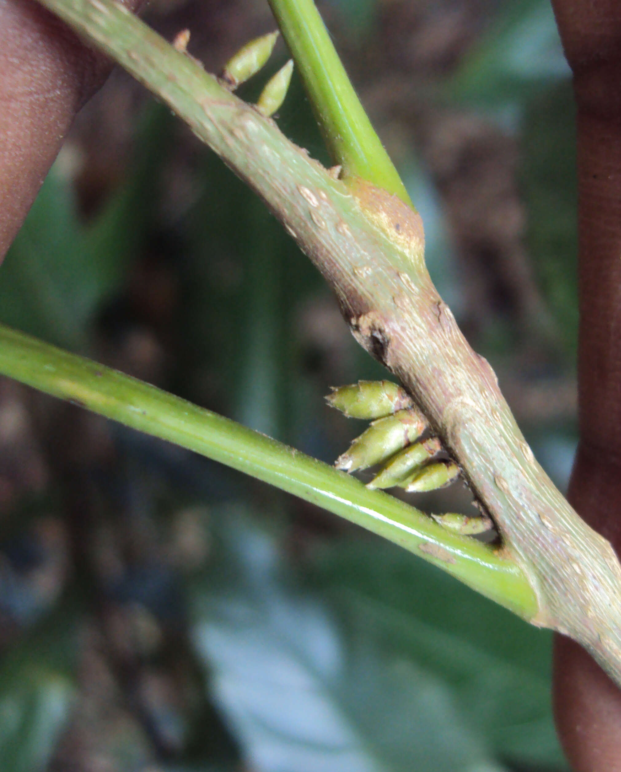 Image of Agrostistachys indica Dalzell