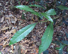 Image of Agrostistachys indica Dalzell