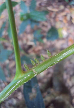 Image of Agrostistachys indica Dalzell