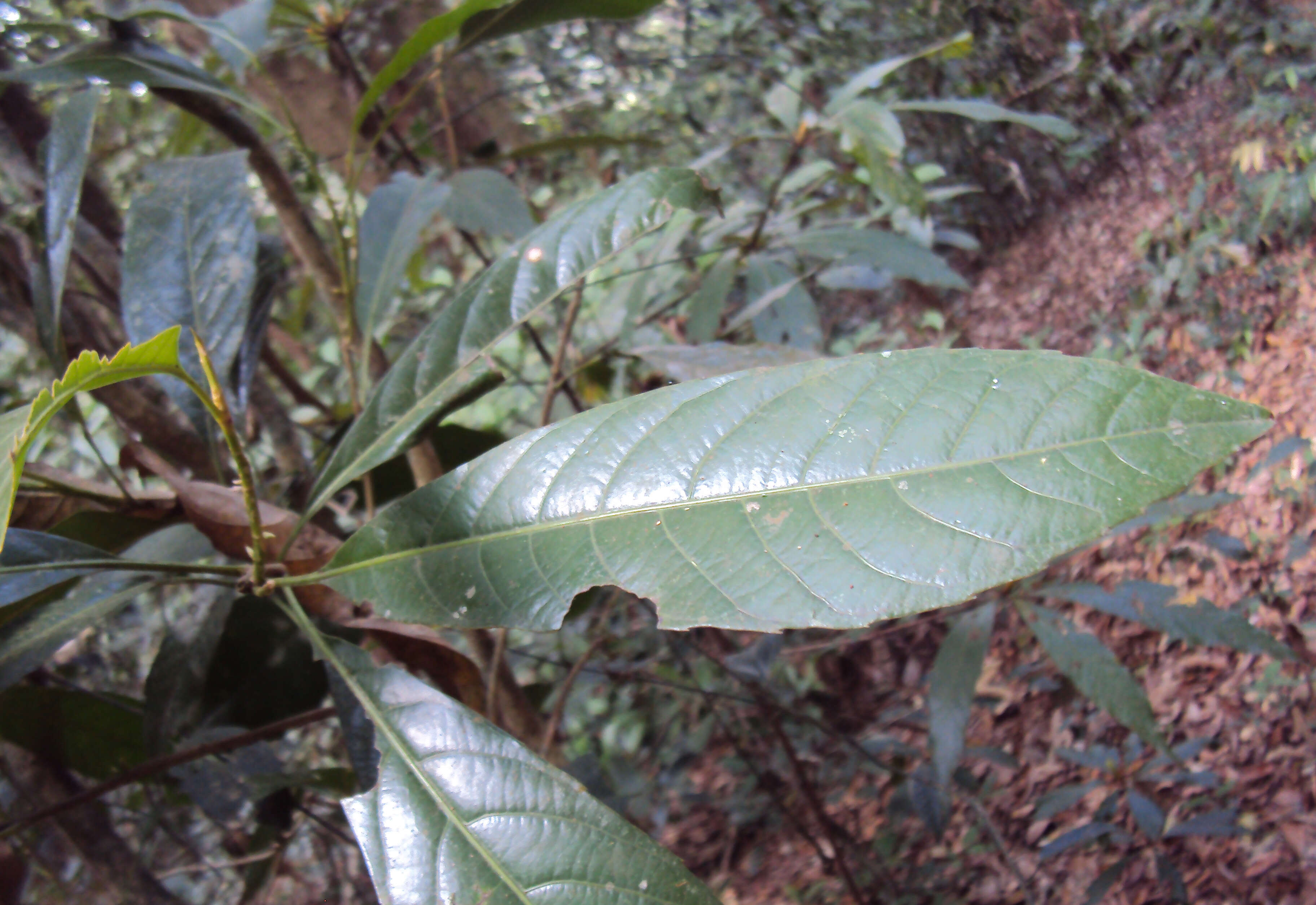 Image of Agrostistachys indica Dalzell