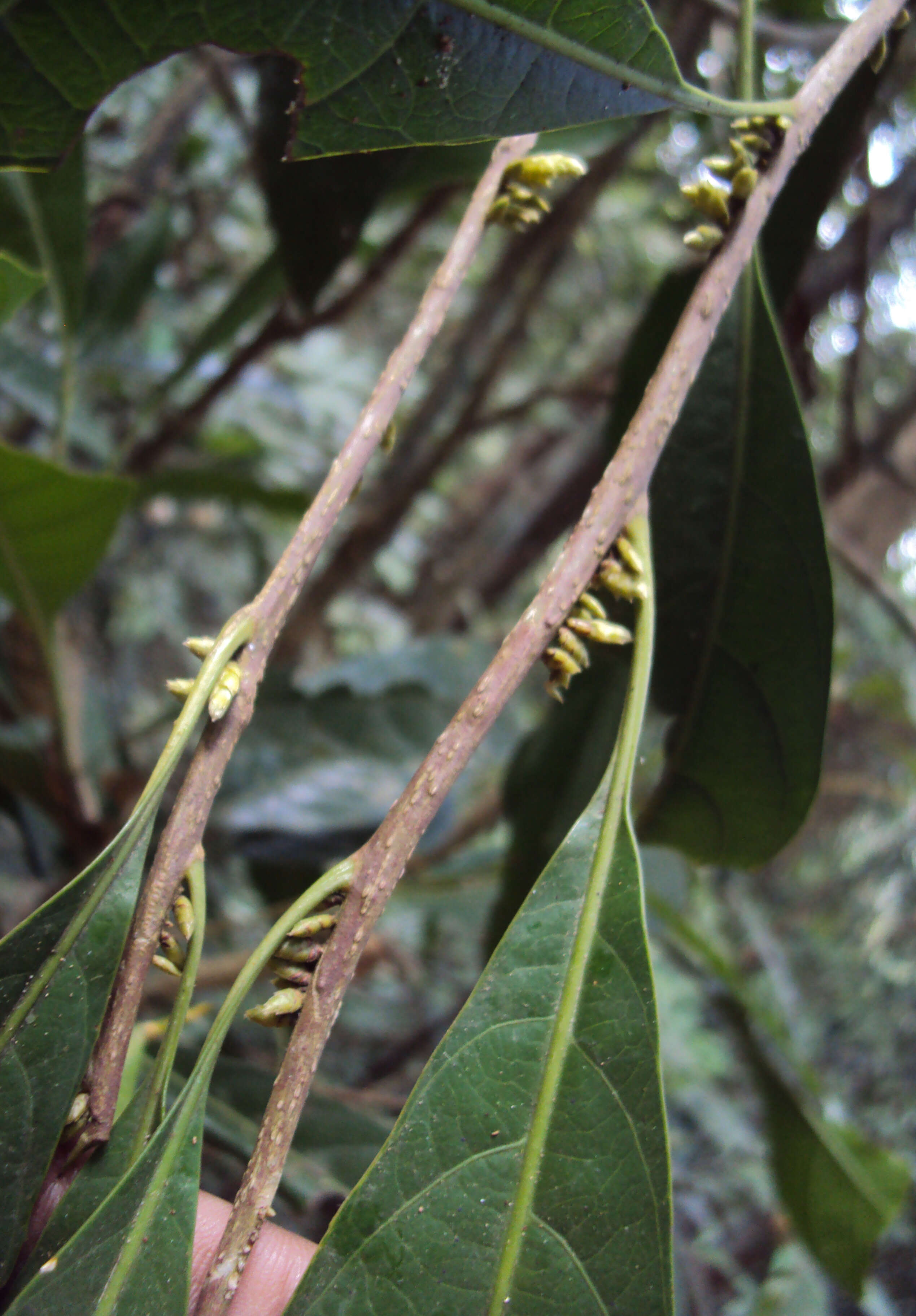 Image of Agrostistachys indica Dalzell