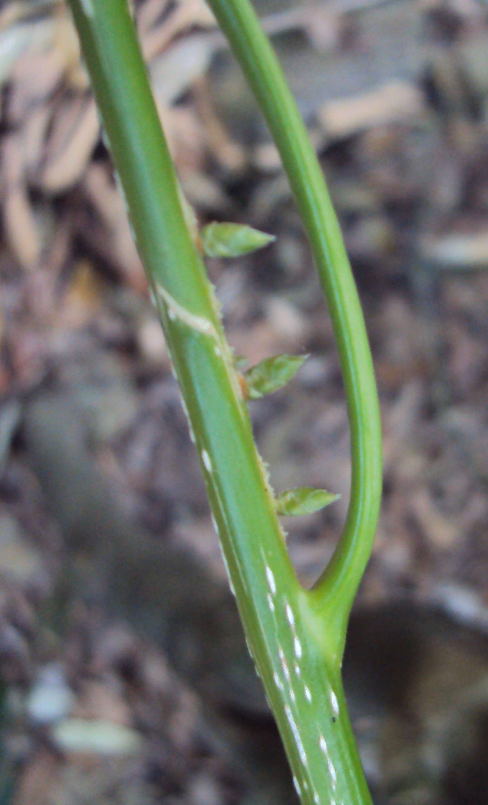 Image of Agrostistachys indica Dalzell