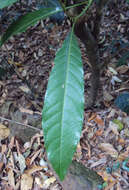 Image of Agrostistachys indica Dalzell