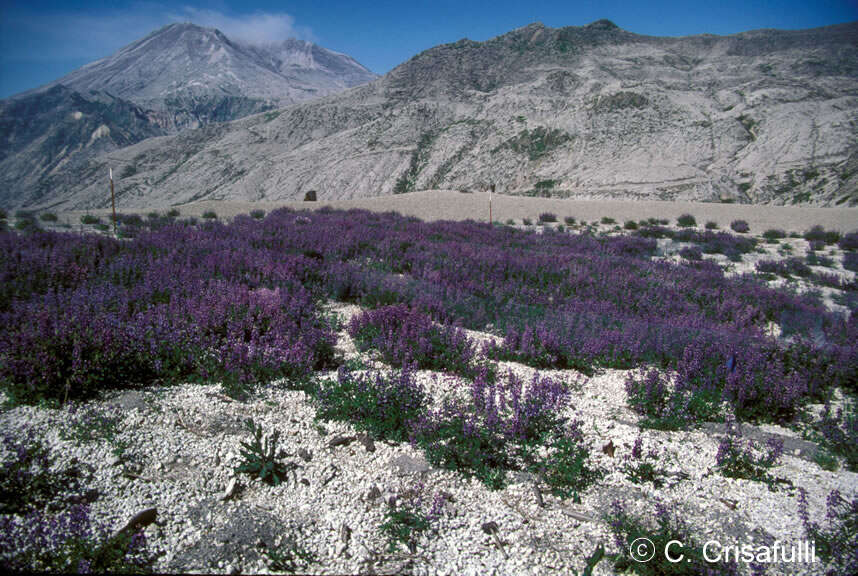 Image of broadleaf lupine