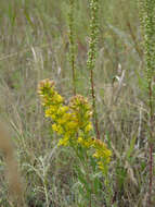 Image of Missouri goldenrod