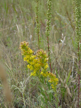 Image of Missouri goldenrod