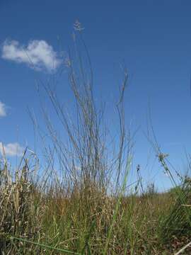 Image of Eragrostis australasica (Steud.) C. E. Hubb.