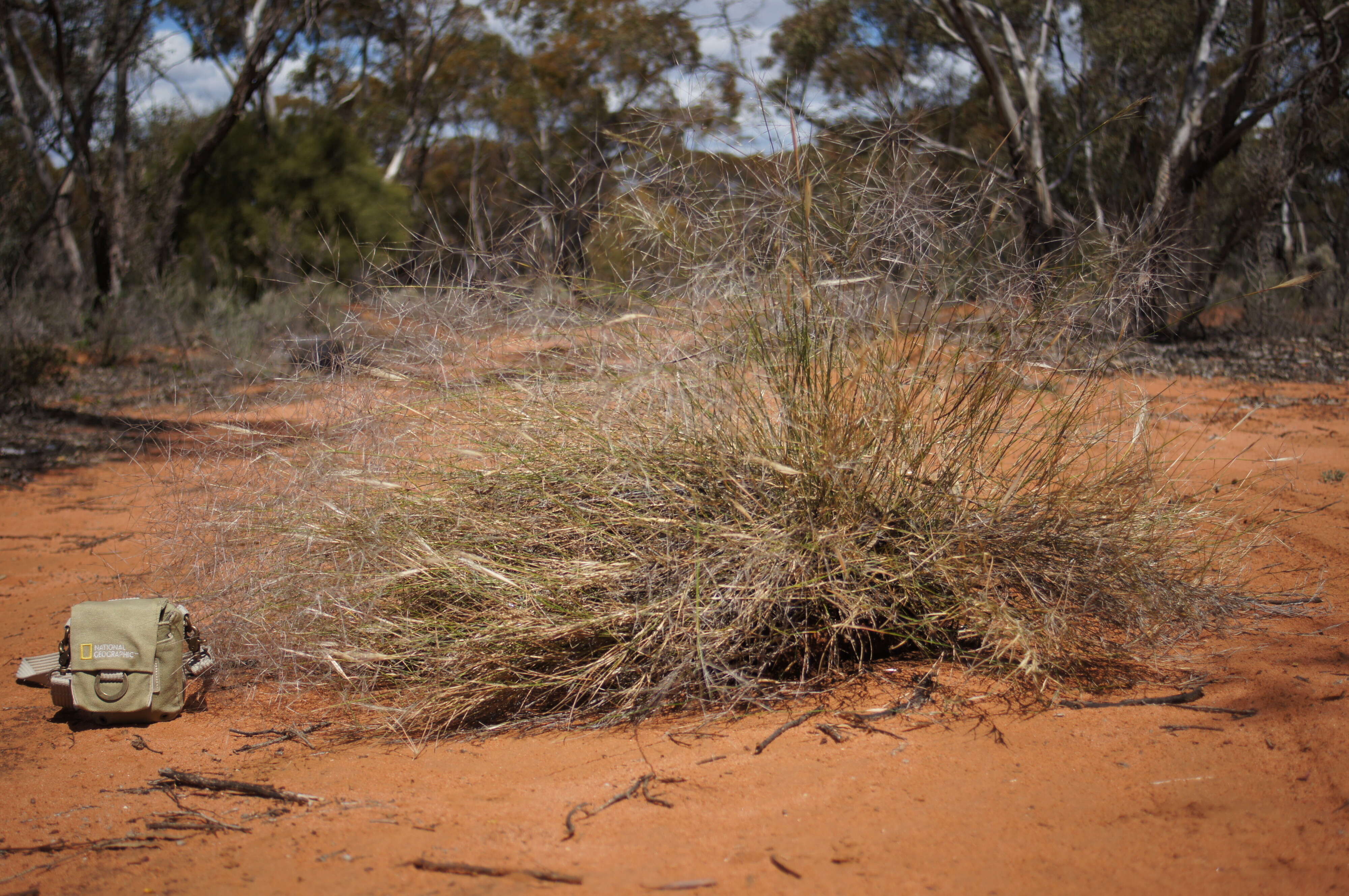 Image of Australian needlegrass