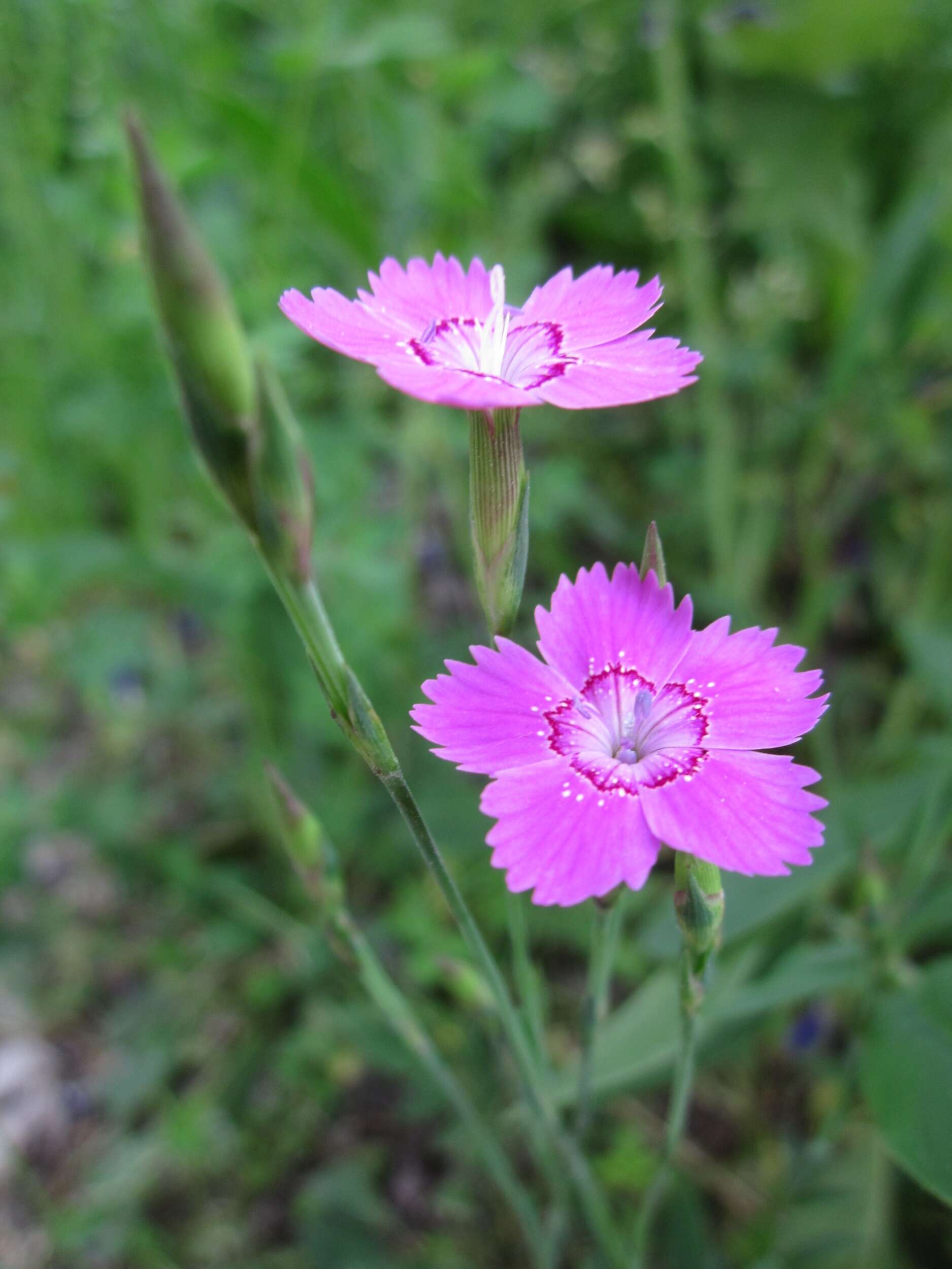 Image of maiden pink