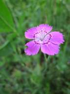 Image of maiden pink