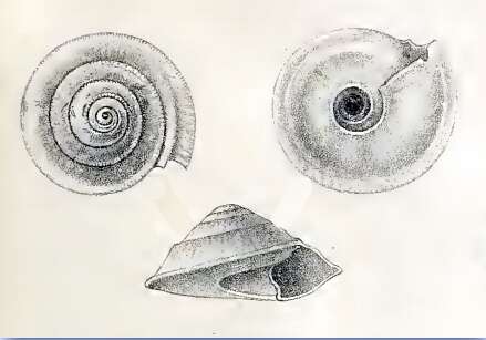 Image of Fluxinella trochiformis (Schepman 1909)