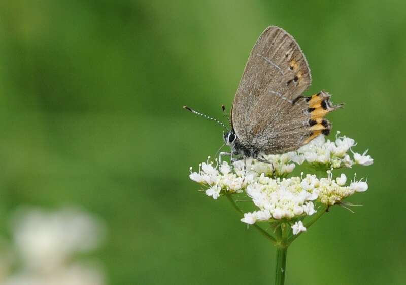 Image of Satyrium pruni