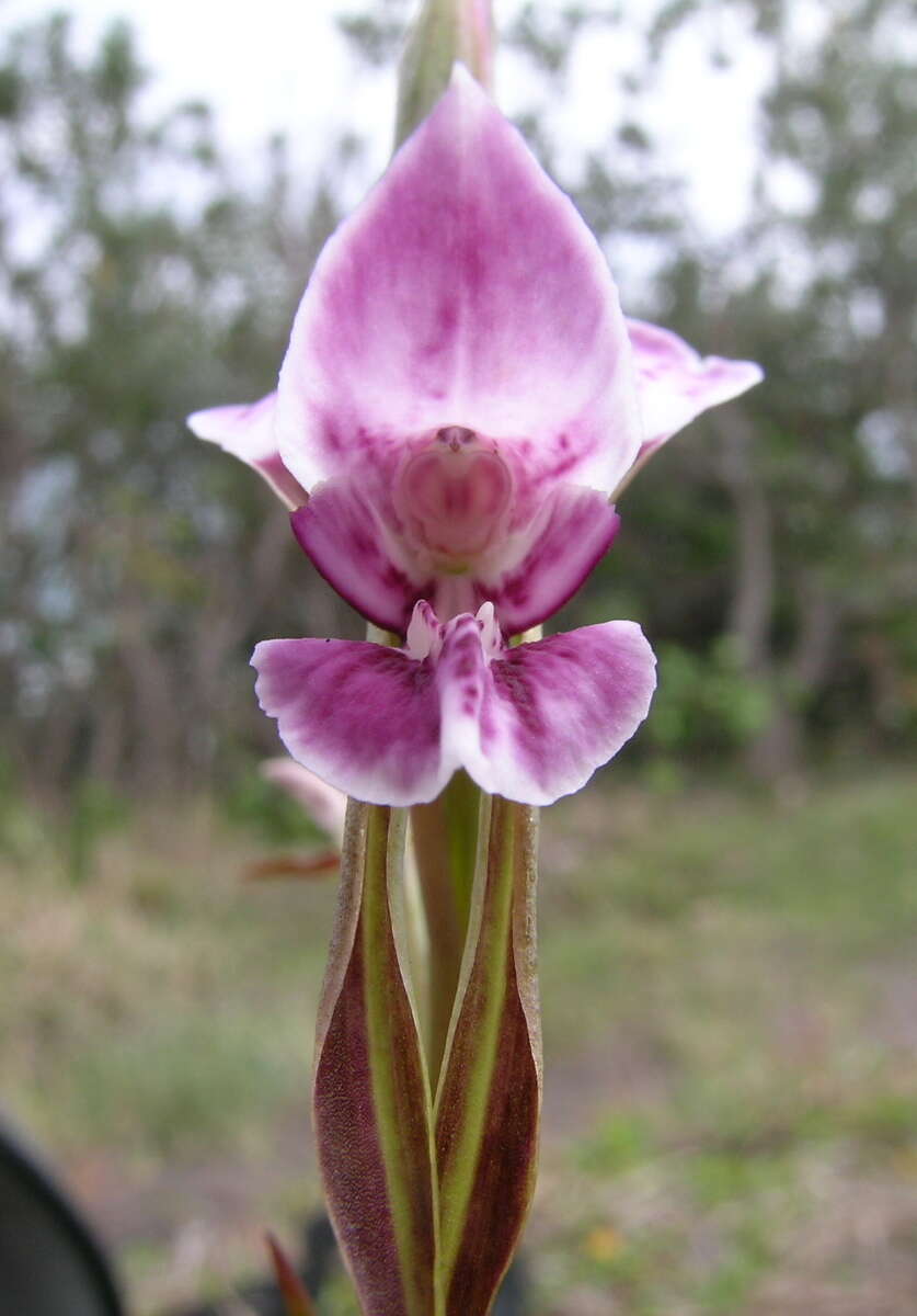 Image of Purple donkey orchid