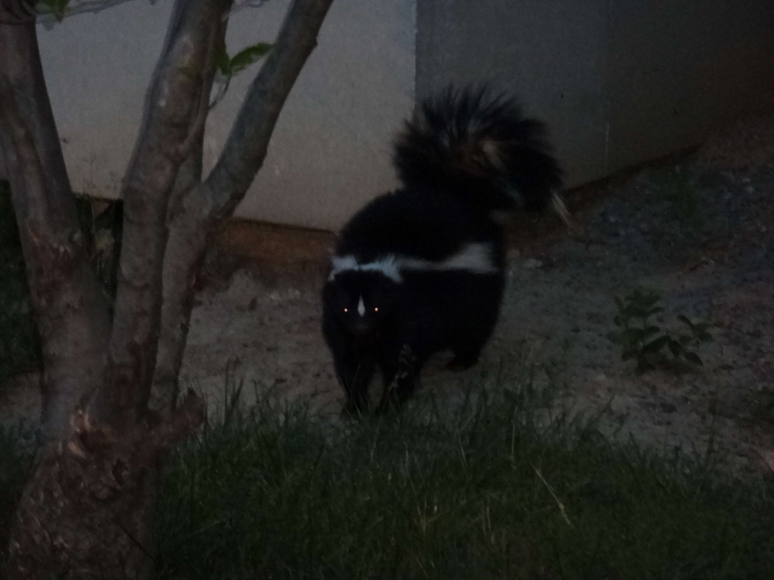 Image of Hooded and Striped Skunks