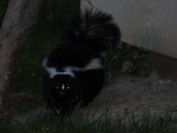 Image of Hooded and Striped Skunks