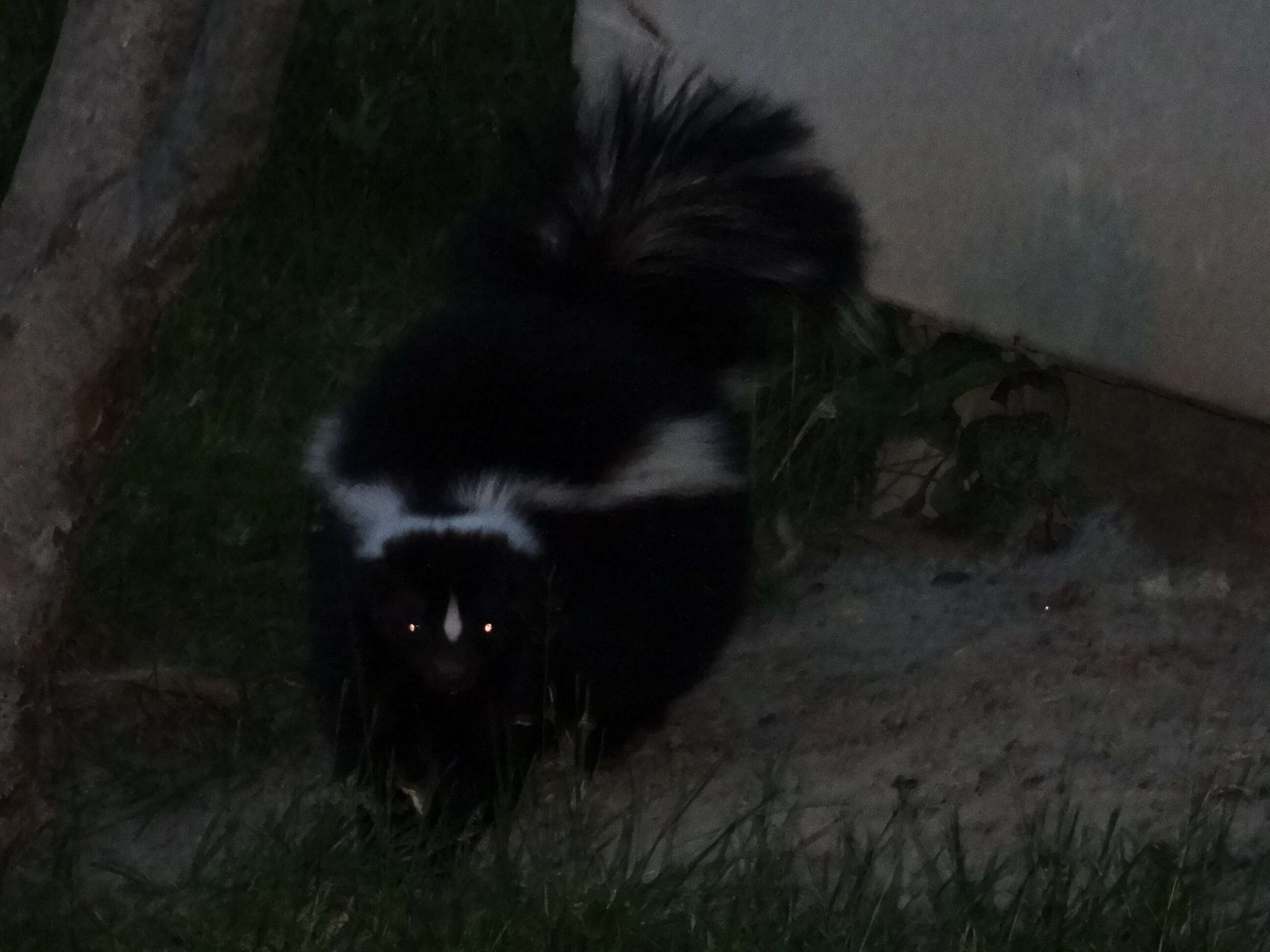 Image of Hooded and Striped Skunks