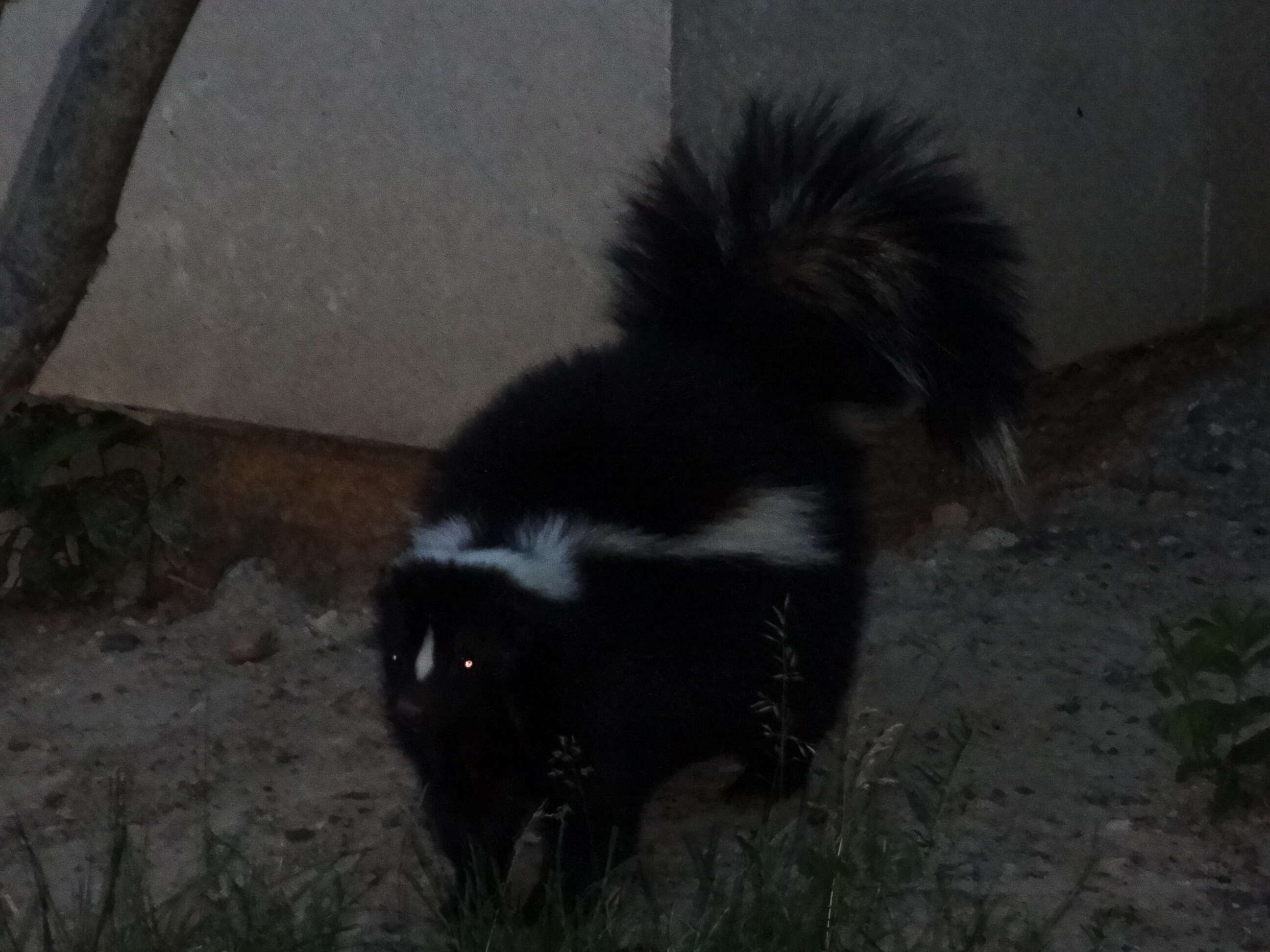 Image of Hooded and Striped Skunks