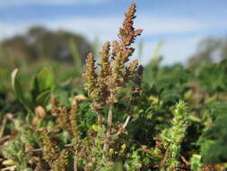 Image of Siberian pygmyweed