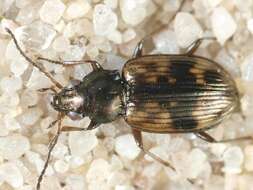 Plancia ëd Bembidion (Notaphus) semipunctatum (Donovan 1806)