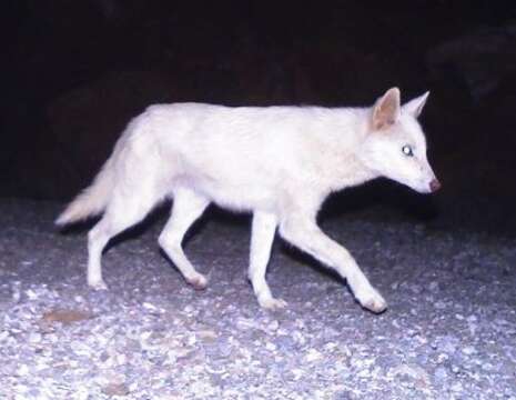 Image of Common jackal