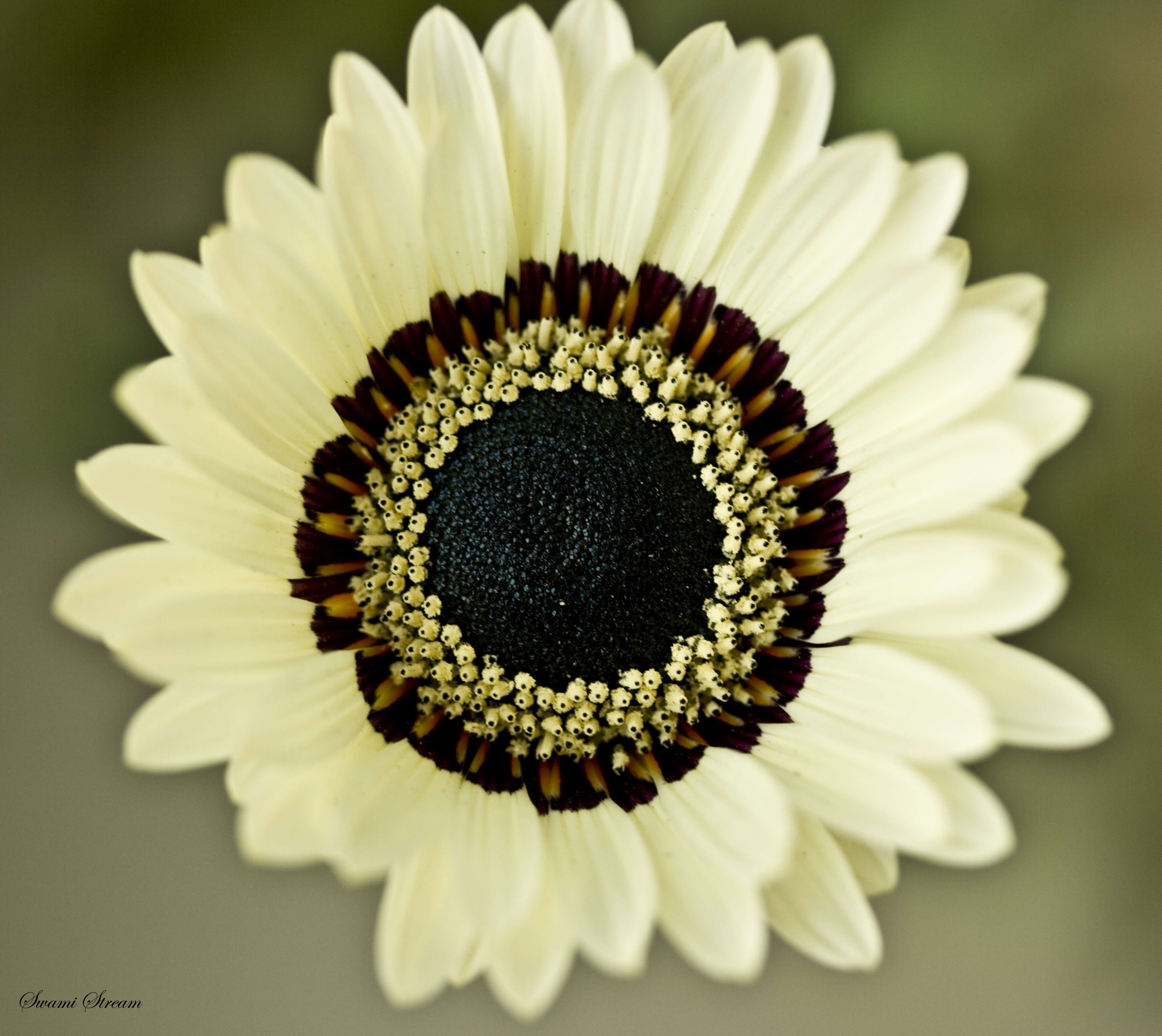 Image of Double Namaqua marigold