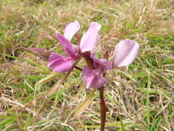 Image of Purple donkey orchid