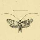 Image of Adela repetitella Mann 1861