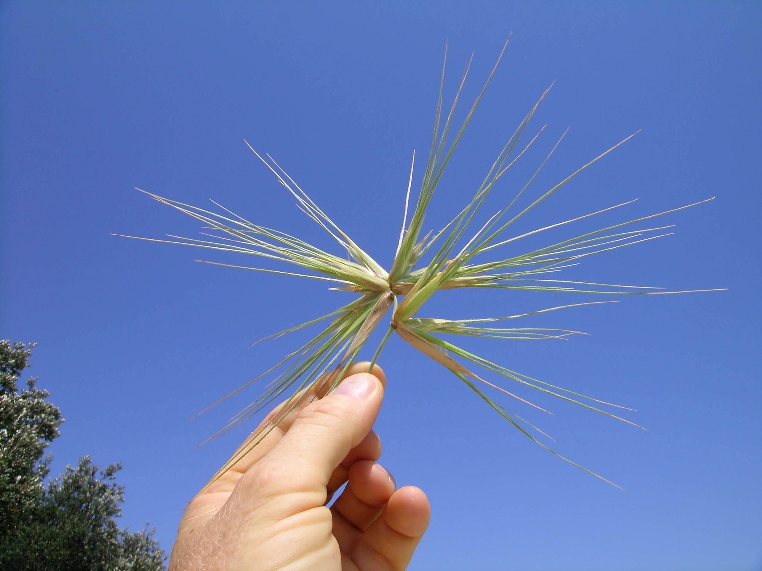 Image of Spinifex sericeus R. Br.