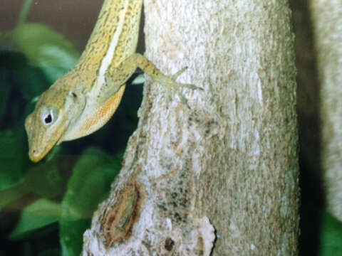 Image of Anguilla Bank Anole