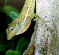 Image of Anguilla Bank Anole