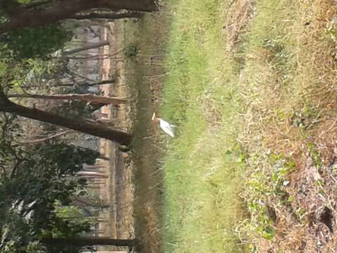 Image of Eastern Cattle Egret