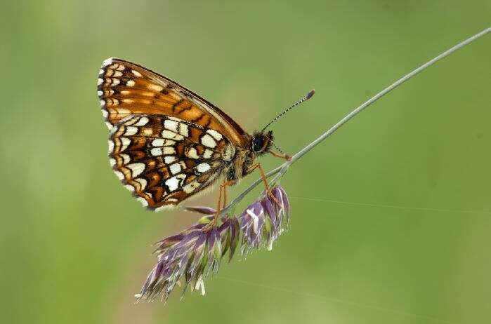 Plancia ëd Melitaea diamina