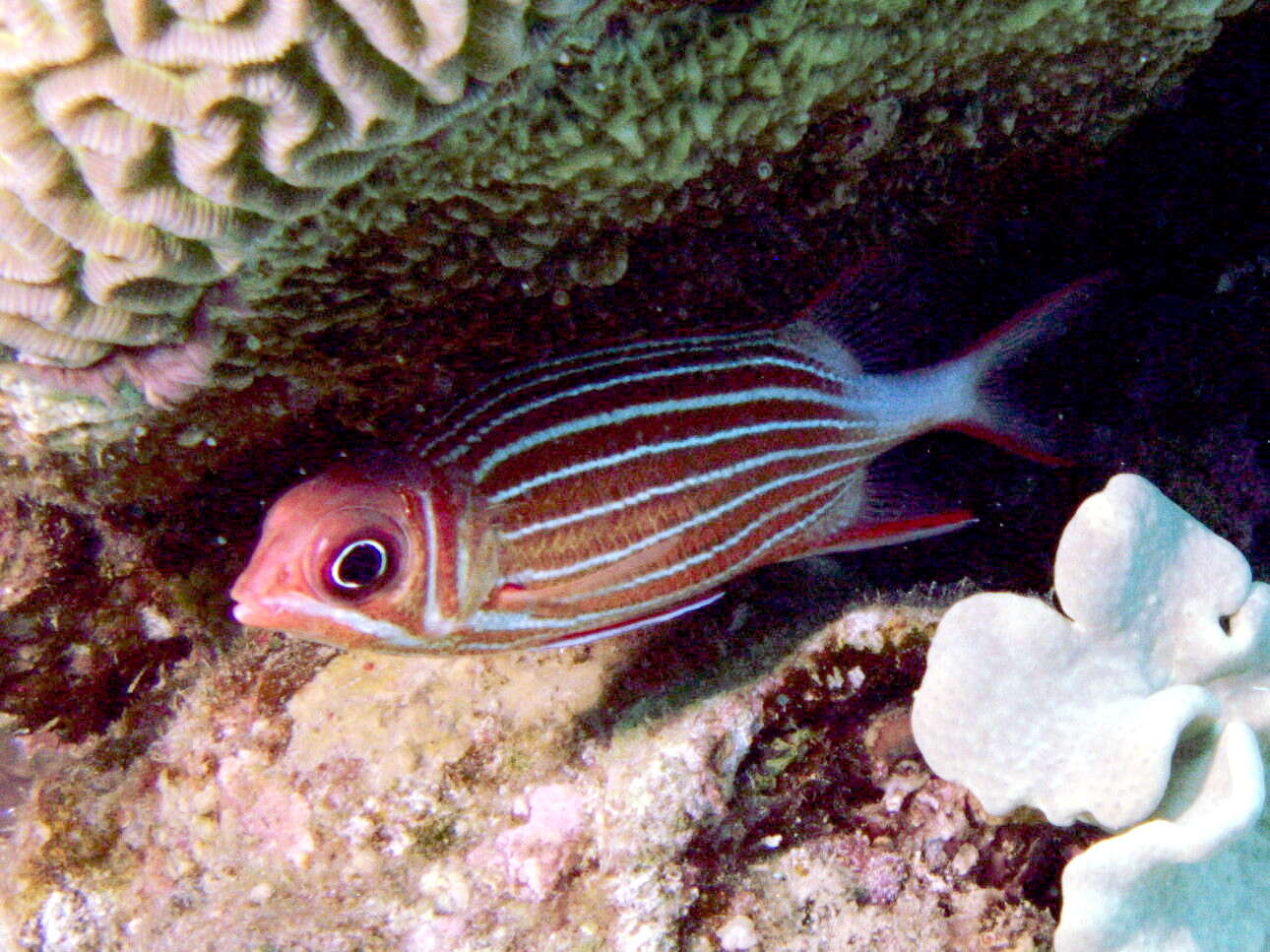 Image of Crown Squirrelfish