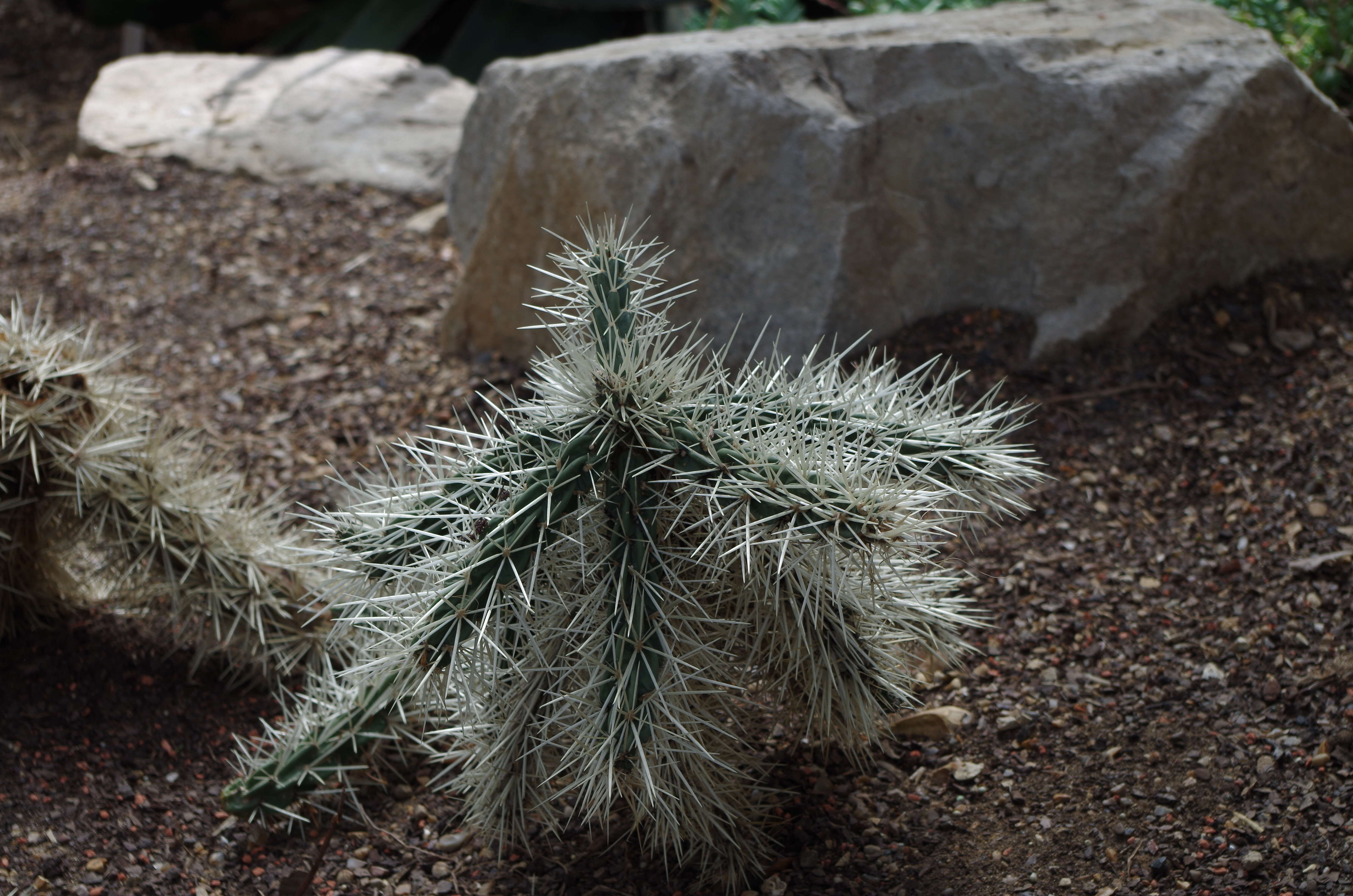 Image of thistle cholla