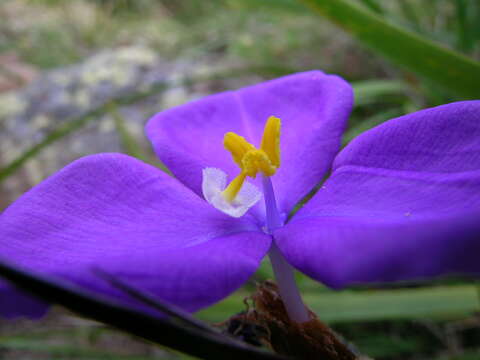 Imagem de Patersonia sericea R. Br.