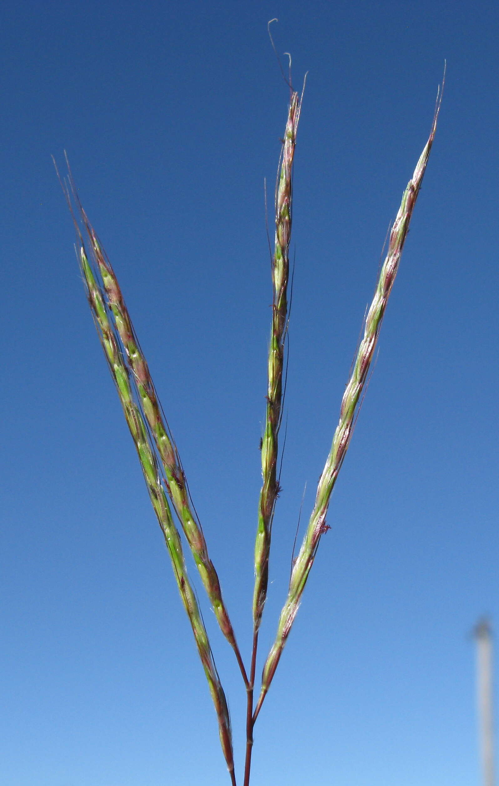 صورة Bothriochloa macra (Steud.) S. T. Blake