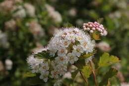 Plancia ëd Physocarpus malvaceus (Greene) Kuntze