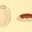 Image of Lessonina ferruginea