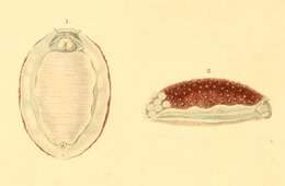 Image of Lessonina ferruginea