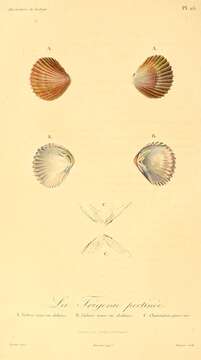 Image de Neotrigonia margaritacea (Lamarck 1804)