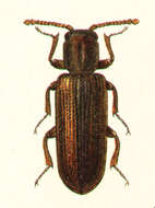 Image of Lyctus suturalis Faldermann 1837