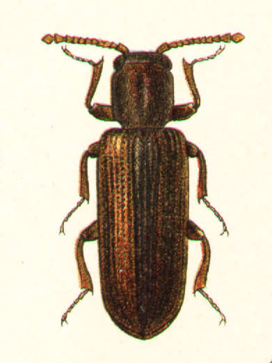 Image of Lyctus suturalis Faldermann 1837