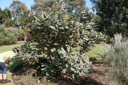 صورة Banksia solandrii