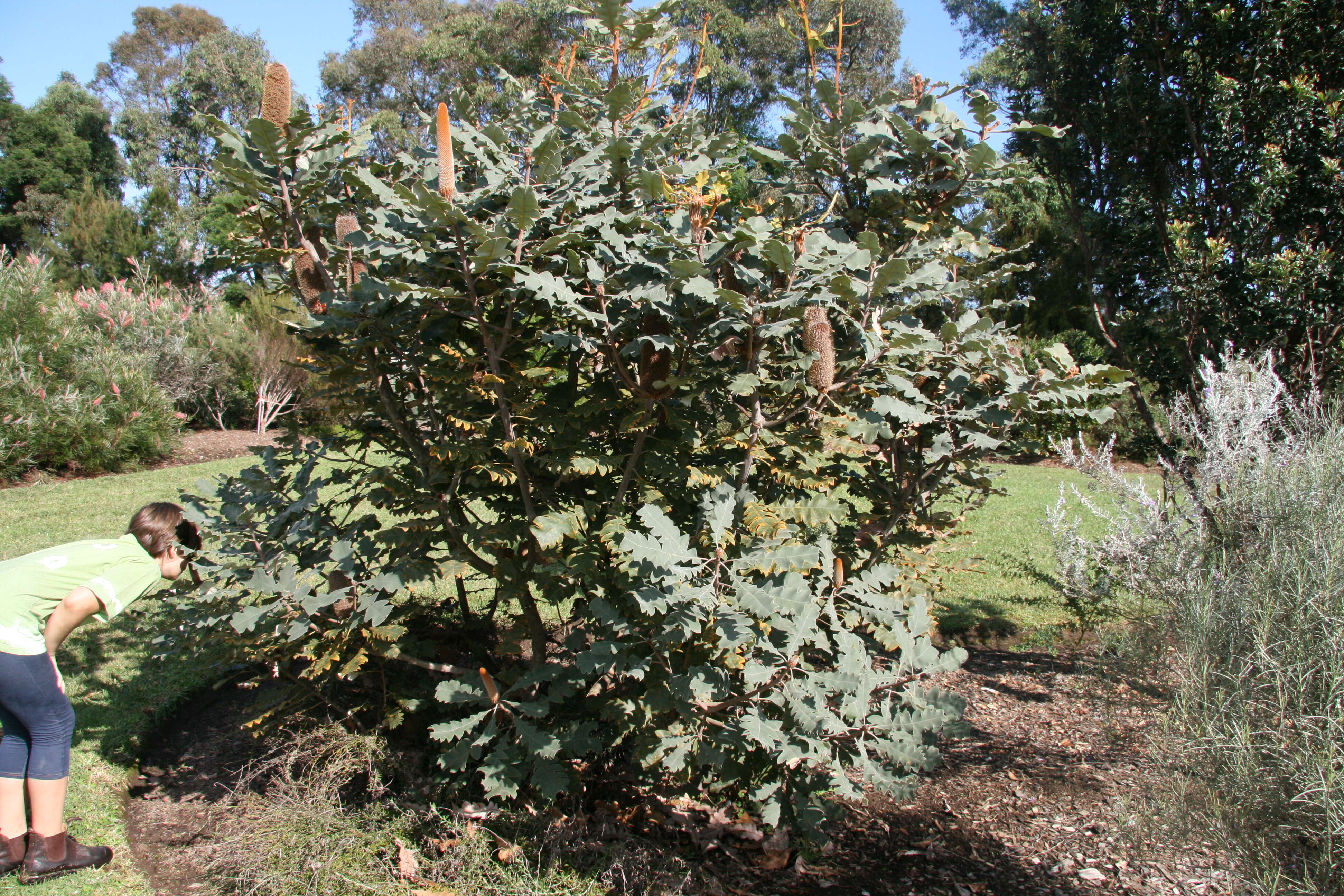 صورة Banksia solandrii