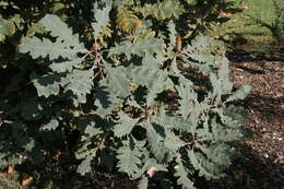 صورة Banksia solandrii