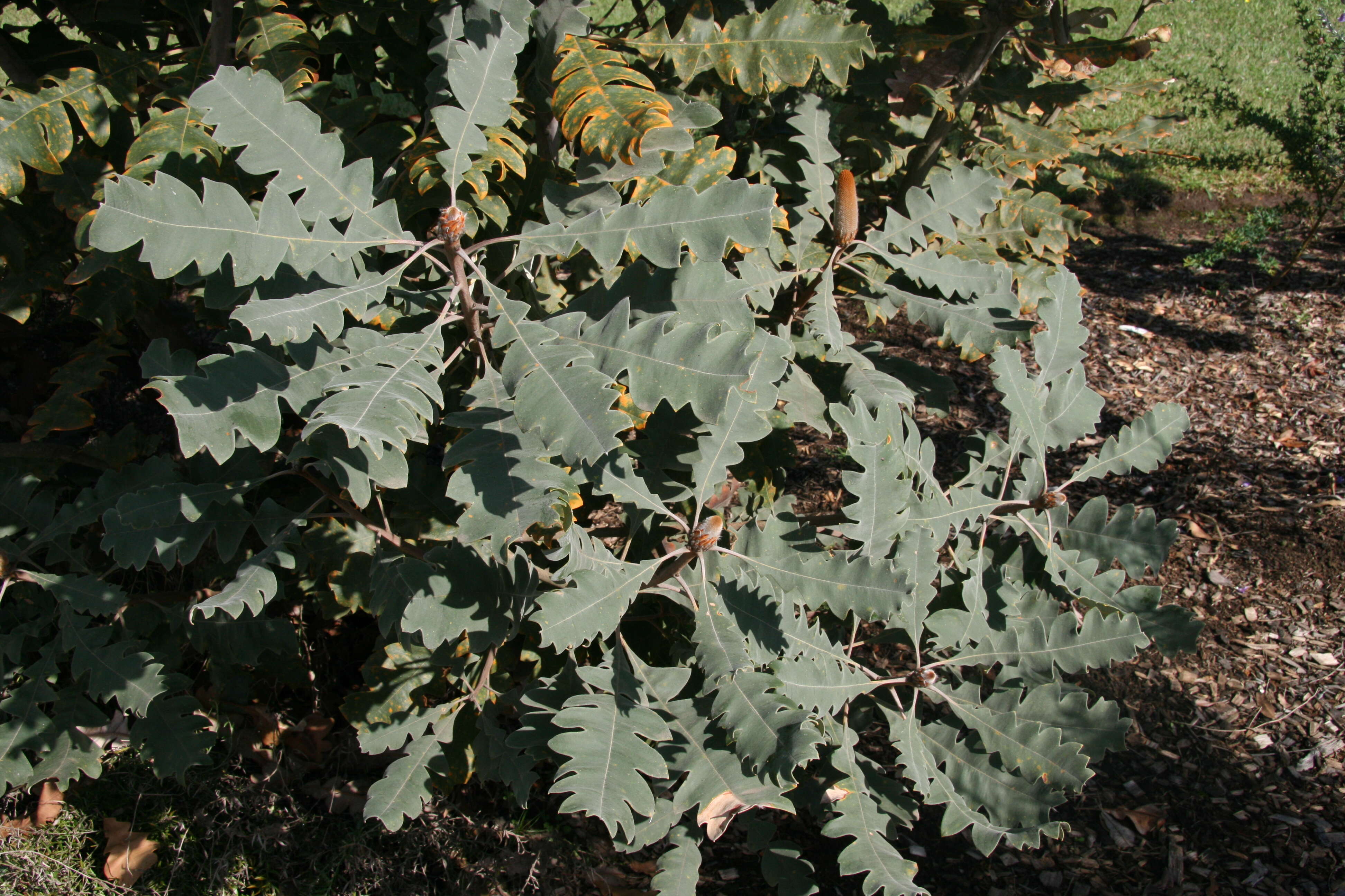 صورة Banksia solandrii