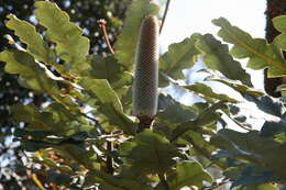 صورة Banksia solandrii