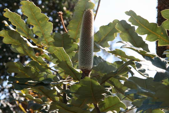 صورة Banksia solandrii