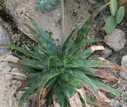 Слика од Aloe somaliensis C. H. Wright ex W. Watson