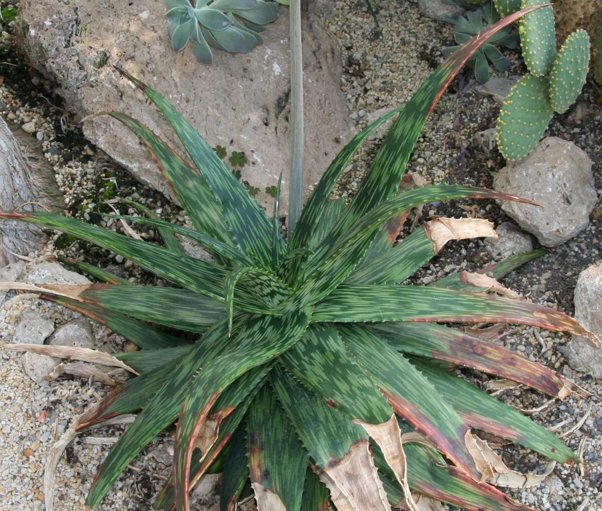 Слика од Aloe somaliensis C. H. Wright ex W. Watson